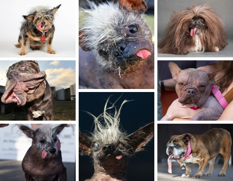 Chiens les plus moches du monde, découvrez les vainqueurs du concours de laideur