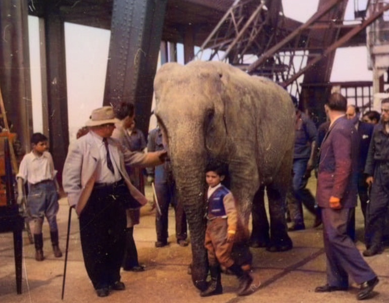 Elephant sur la Tour Eiffel (premier étage) en 1948